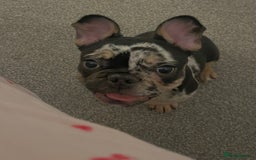 French Bulldog dogs for sale: Male French bulldog - Image 5