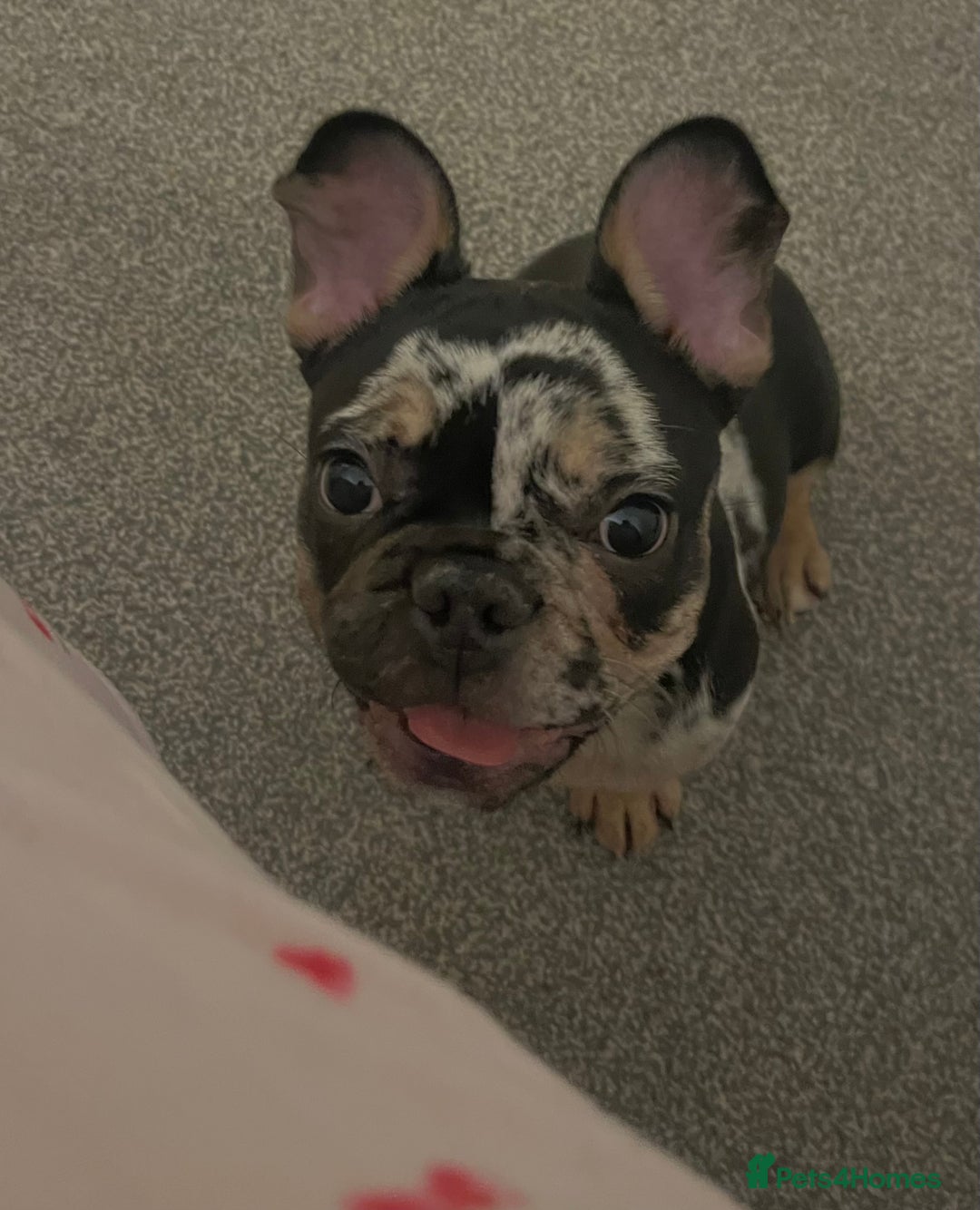 French Bulldog dogs for sale: Male French bulldog - Image 5