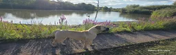 Boerboel dogs for sale: SABBS REGISTERED PARENTS  - Advert 5