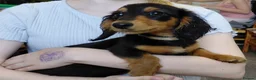 Miniature Dachshund dogs for sale: ✨️Beautiful Longhaired Minis✨️Lovely Temperments✨️ - Advert 14