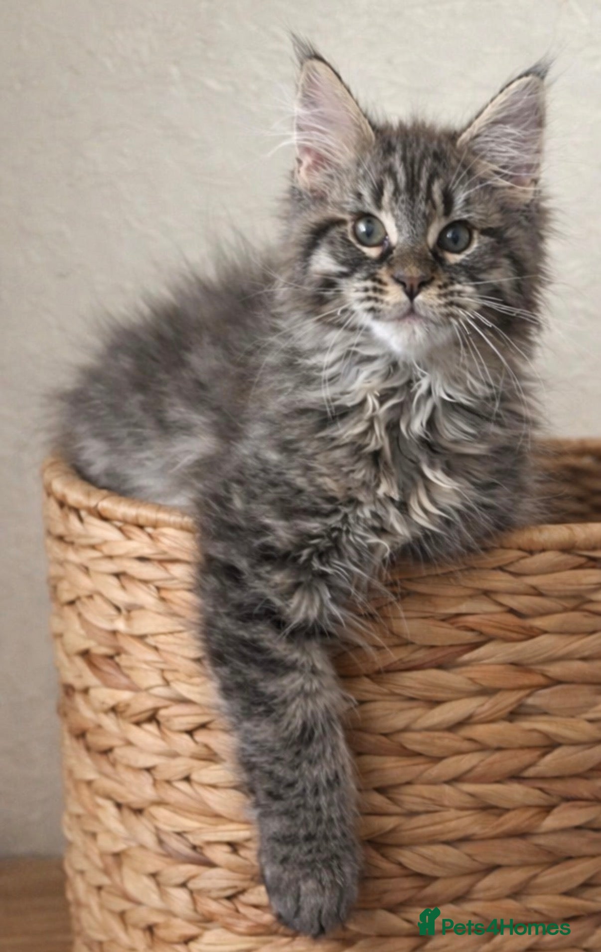 Maine Coon cats READY TO LEAVE Registered Maine coon kittens  - Advert 13