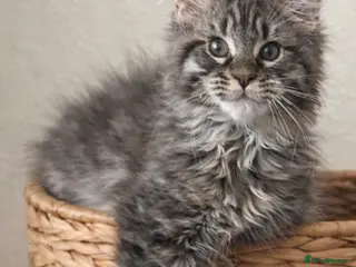 Maine Coon cats READY TO LEAVE Registered Maine coon kittens - Advert 13