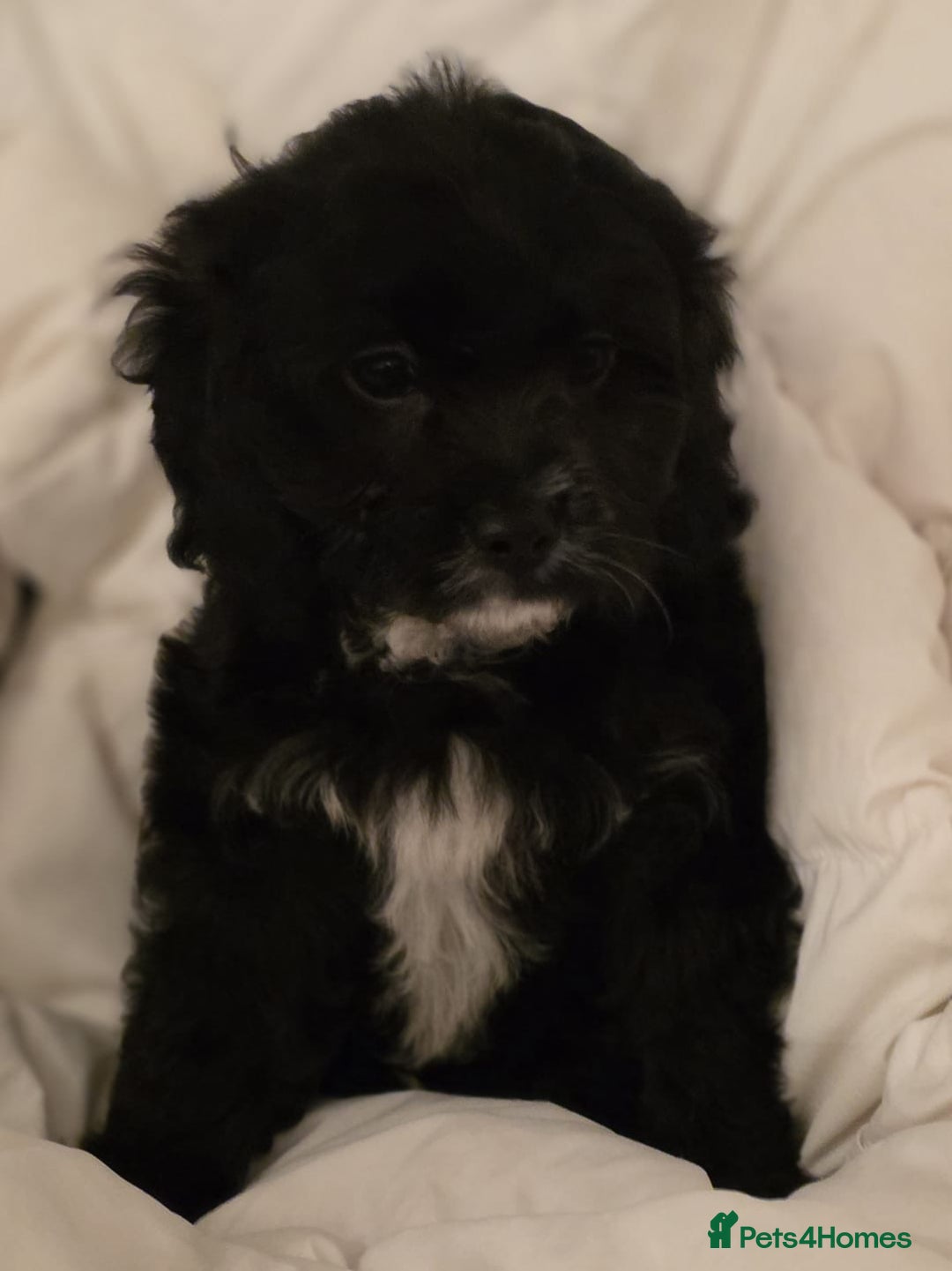 Cavapoo dogs for sale: TOY CAVAPOO BOY - Advert 8