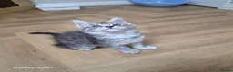 Maine Coon cats for sale: Registered and Licensed cattery - Advert 16