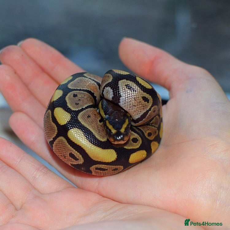 Python Snake reptiles female royal python plus 4ft vivarium  - Advert 8