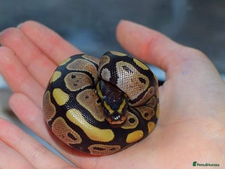 Python Snake reptiles - Advert 3