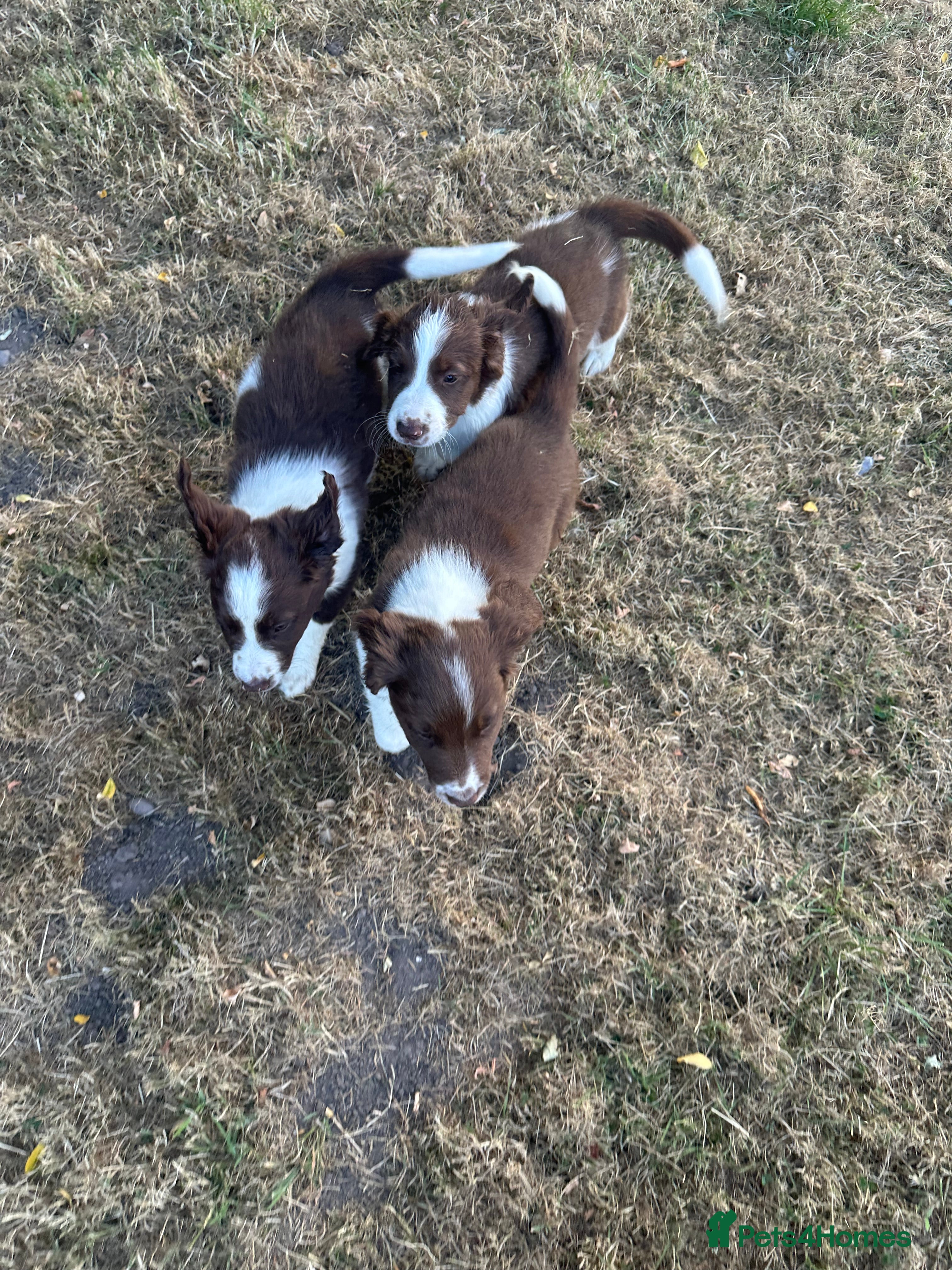 Sprollie dogs Stunning Sprollie Pups  - Advert 2