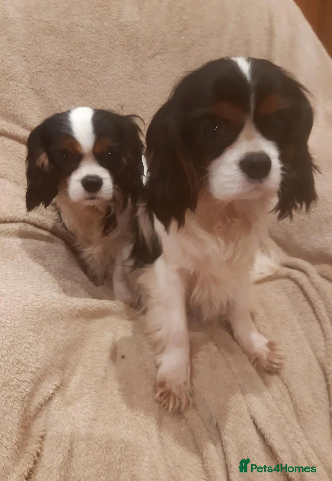 Cavalier King Charles Spaniel dogs for sale: Health tested KC cavaliers - Advert 1
