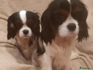 Cavalier King Charles Spaniel dogs Health tested KC cavaliers - Advert 16