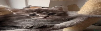 Black Tabby