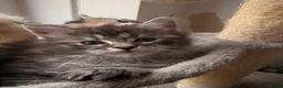 Maine Coon cats for sale: Sweet teddy bears. 🧸 🐈‍⬛ - Advert 22