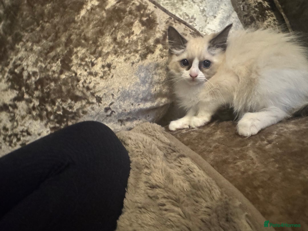 Ragdoll cats for sale: GCCF ragdoll kittens  - Image 10