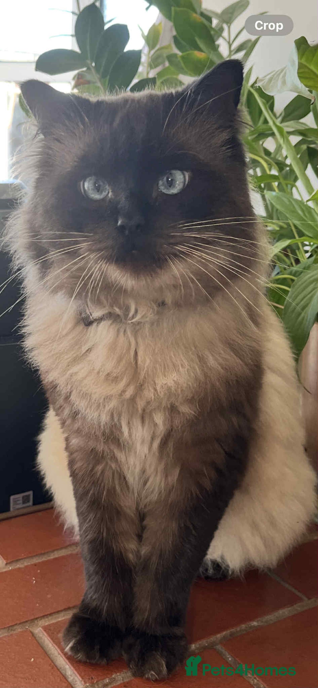 Ragdoll cats for sale: Ragdoll for sale - Image 4