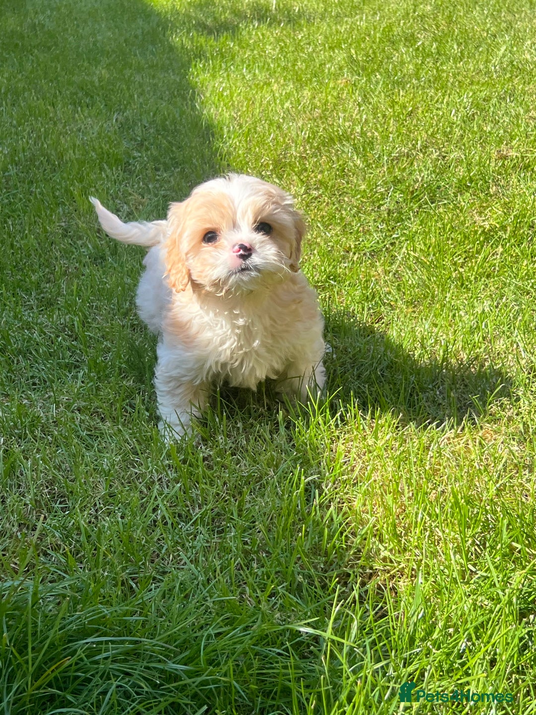 Cavachon dogs for sale: Health tested F1 cavachons  - Advert 3