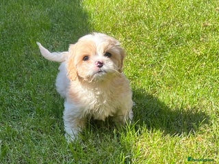 Cavachon dogs Health tested F1 cavachons - Advert 1