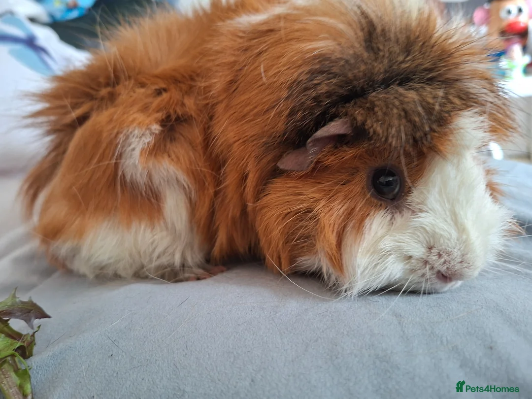 Guinea Pig rodents for sale: Male guinea pig - Advert 3