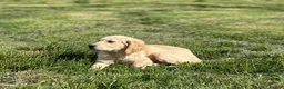 Golden Retriever dogs for sale: Pedigree Golden Retriever Cream Female - Advert 8