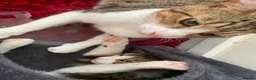 Domestic Shorthair cats for sale: Short hair Tabby brothers in need of a new home  - Advert 4
