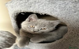 British Shorthair cats for sale: British Shorthair Kitten - Image 1