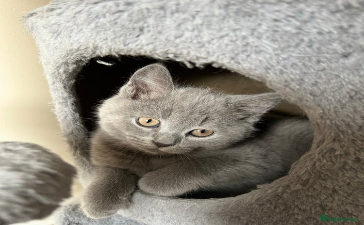 British Shorthair cats - Advert 11
