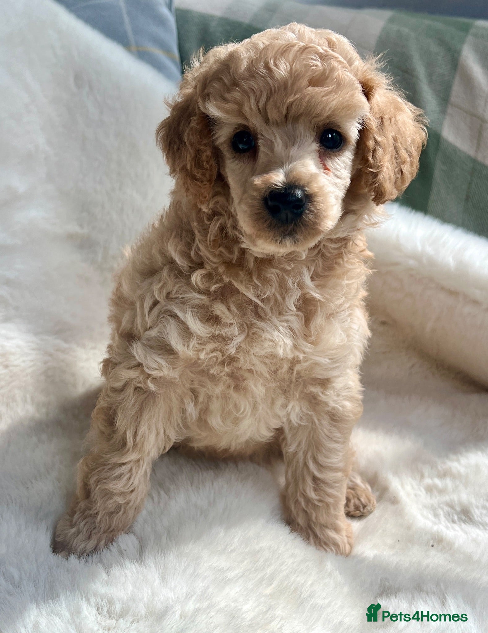 Toy Poodle dogs KC reg toy Poodles - Advert 2