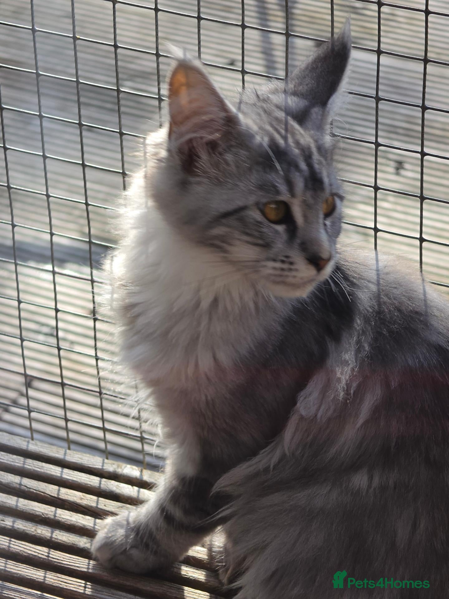 Maine Coon cats for sale: BEAUTIFUL MAINE COON KITTENS, POLY AND NON POLY  - Advert 1