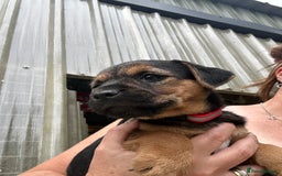 Border Terrier dogs for sale: Border Terrier Pups - Image 9