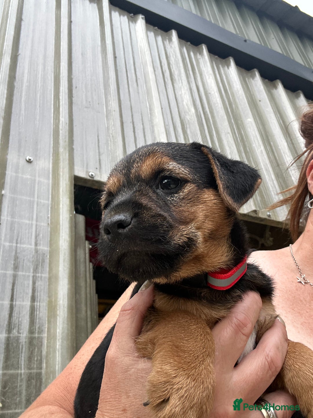 Border Terrier dogs for sale: Border Terrier Pups - Image 9