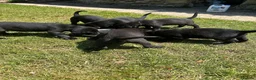 Labrador Retriever dogs for sale: KC registered Black Labrador Pups  - Advert 9