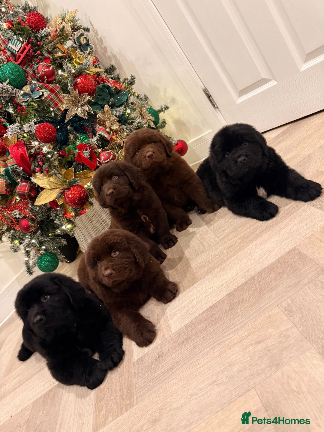 Newfoundland dogs for sale: Kc Registered & health tested Newfoundland Puppies - Advert 1