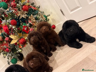 Newfoundland dogs Kc Registered & health tested Newfoundland Puppies - Advert 2