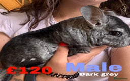 Chinchilla rodents for sale: 4 adult chinchillas and 2 kids for sale - Image 2