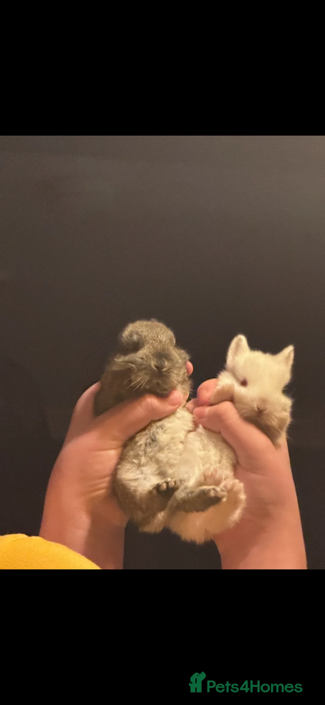 Mixed Breed rabbits for sale: 3 baby rabbits for sale  in Bathgate - Advert 2