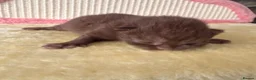 British Shorthair cats for sale: 🐾 GCCF Registered BSH / BLH Kittens 🐾 - Advert 21