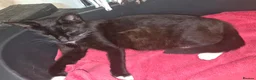 Mixed Breed cats for sale: 4 beautiful kittens (unsure of sex currently)  in Boston - Advert 21