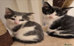 Mixed Breed cats for sale: Kittens for Sale - Image 1