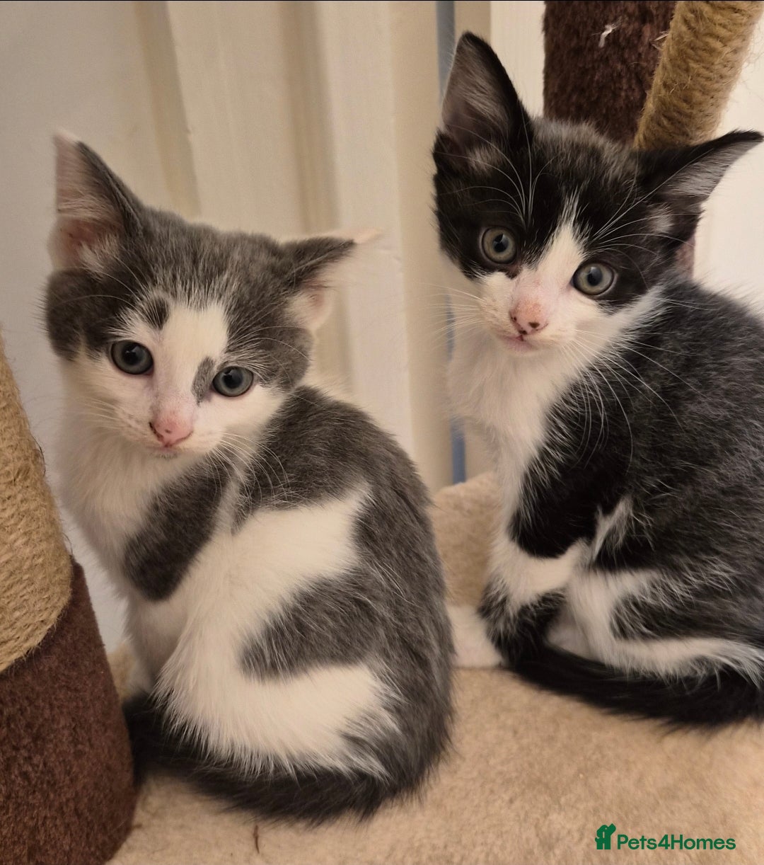 Mixed Breed cats for sale: Kittens for Sale - Image 1