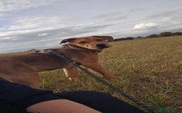 Mixed Breed dogs for sale: 5 month old bullmastiff x Dogue de Bordeaux - Image 1