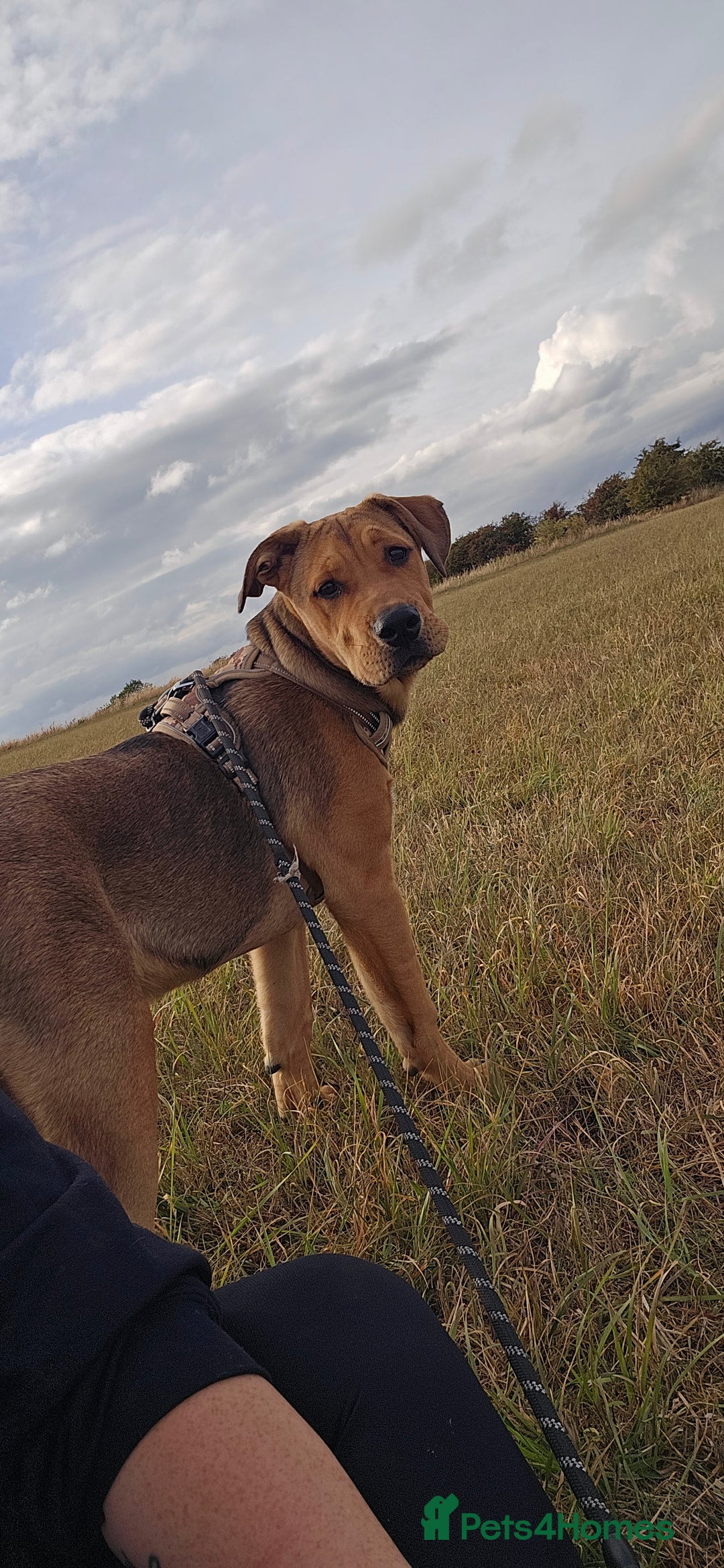 Mixed Breed dogs for sale: 5 month old bullmastiff x Dogue de Bordeaux - Image 1