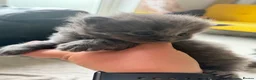 Mixed Breed cats for sale: 6 kittens  - Advert 26