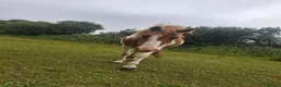 Dartmoor horses for sale: Dartmoor hill pony - Advert 3