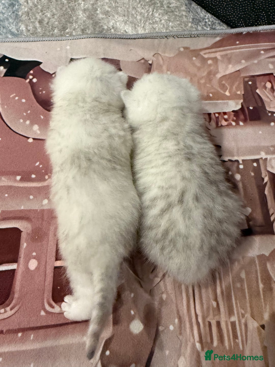 British Shorthair cats for sale: Champion British shorthair kitten  - Advert 5