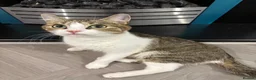 Domestic Shorthair cats for sale: 2-Year-Old Female Tabby & White Cat - Advert 5
