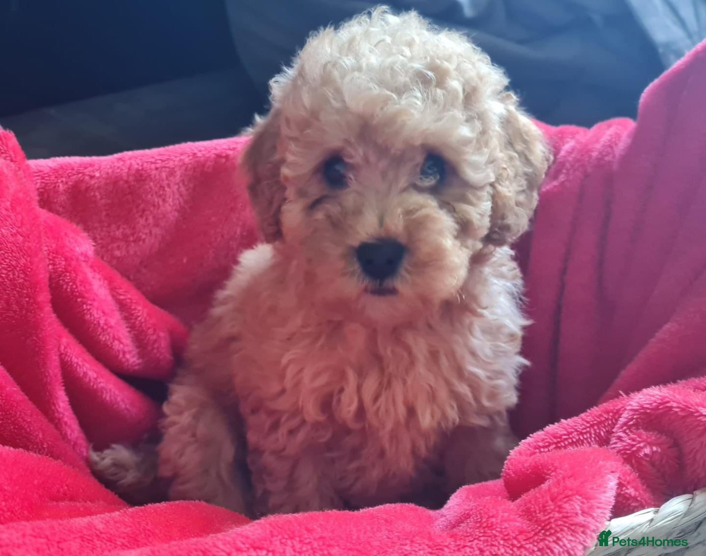 Cockapoo dogs 4 Adorable f1b cockerpoo pups 🐶  - Advert 1