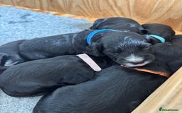 Cocker Spaniel dogs for sale: Cocker Spaniel male left KC Registered Docked  - Image 16