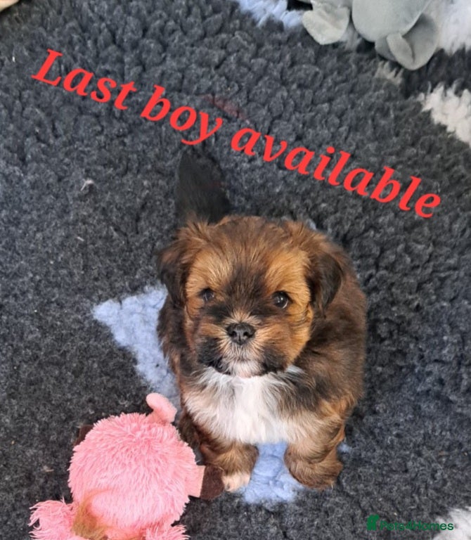 Lhasa Apso dogs Gorgeous Lhasa apso pups 🐶 😍  - Advert 2