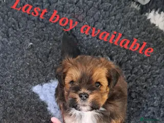 Lhasa Apso dogs Gorgeous Lhasa apso pups 🐶 😍 - Advert 2