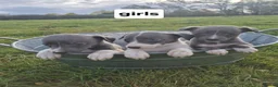 Whippet dogs for sale: Whippet pups - Advert 5