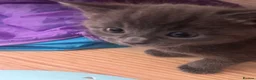 Mixed Breed cats for sale: 5 kittens for rehoming in London - Advert 13