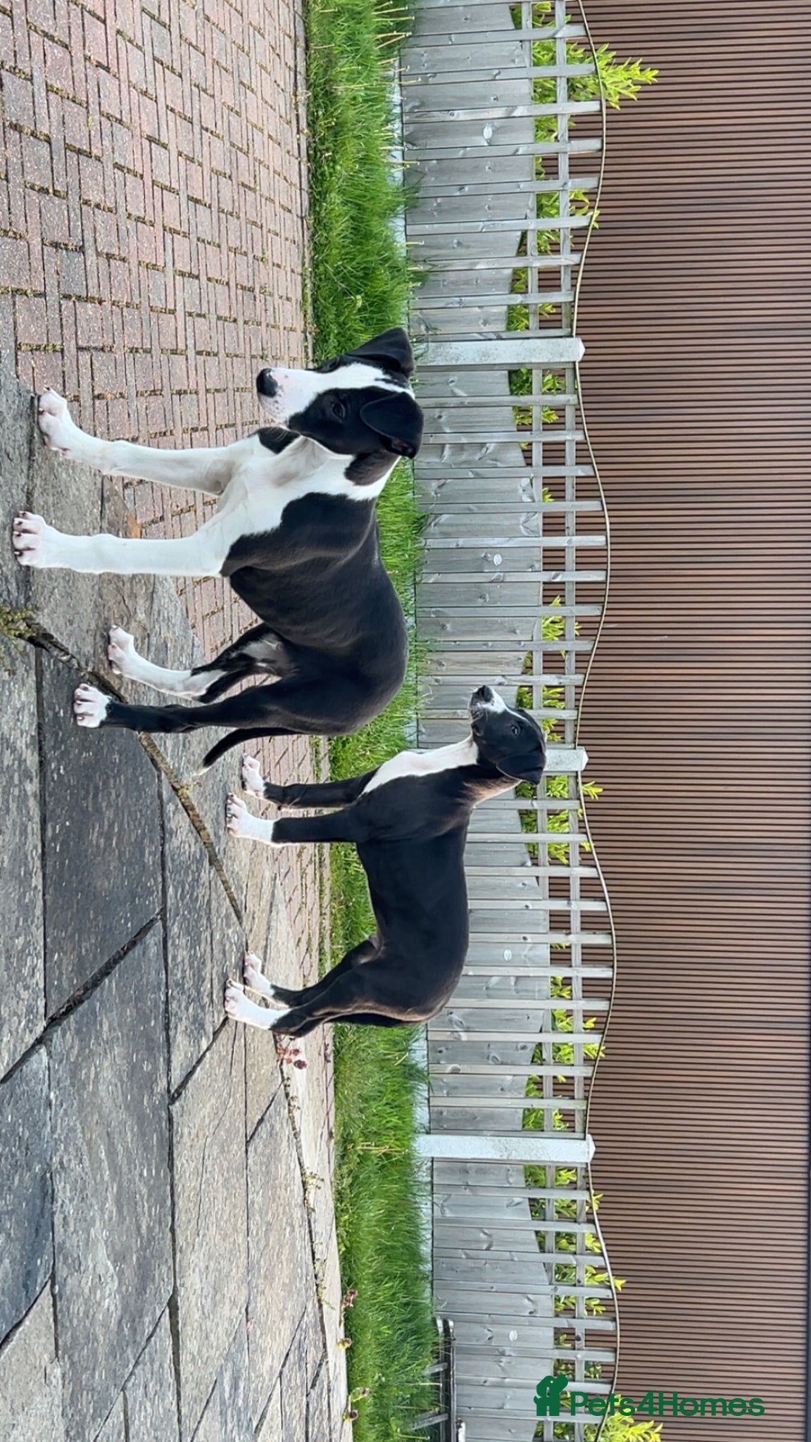 Lurcher dogs Tango x faith and Reece's line puppy's ready to go - Advert 2
